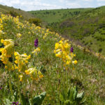 Wildflowers on a hill
