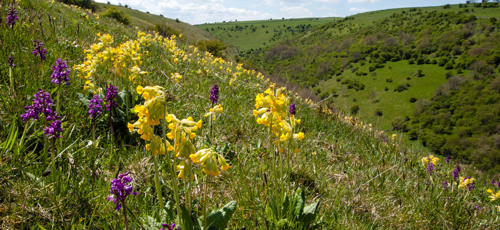 Wildflowers on a hill